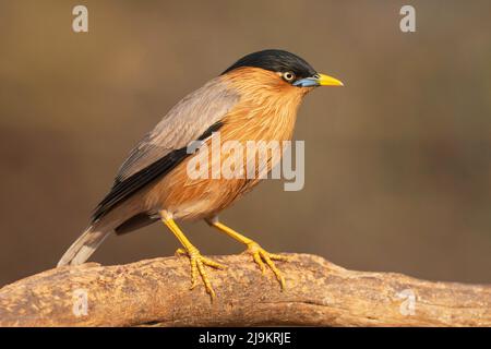 Brahminy Starling, Sturnia pagodarum, Daroji Sloth Bear Sanctuary, Karnataka, Inde Banque D'Images