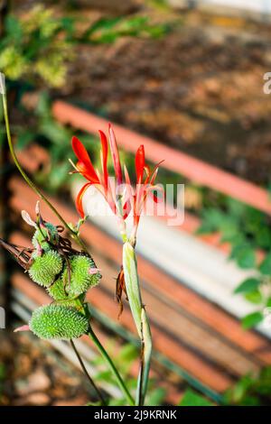 Un gros plan de fleurs, graines et feuilles de Canna indica, plante alimentaire maya, plante médicinale dans un jardin indien. Banque D'Images