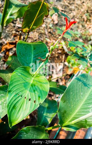 Un gros plan de fleurs, graines et feuilles de Canna indica, plante alimentaire maya, plante médicinale dans un jardin indien. Banque D'Images