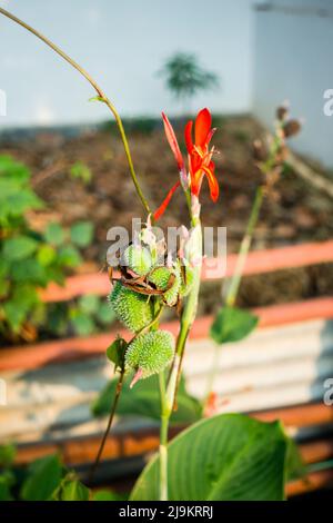 Un gros plan de fleurs, graines et feuilles de Canna indica, plante alimentaire maya, plante médicinale dans un jardin indien. Banque D'Images