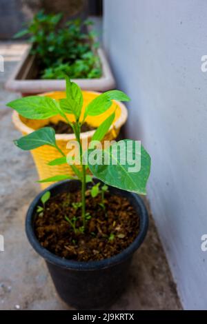 Une petite plante de Capsicum poussant sur un pot dans un ménage indien. Pot de plante vert isolé placé sur un sol en béton. Banque D'Images