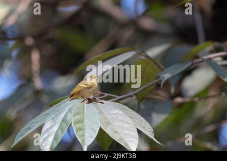 Paruline à rumissement de citron ou paruline à rumissement pâle, Phylloscopus chloronotus, Sattal, Uttarakhand, Inde Banque D'Images