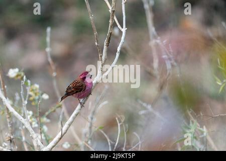 Rosefinch brun rose, mâle, Carpodacus rodochroa, Sattal, Uttarakhand, Inde Banque D'Images