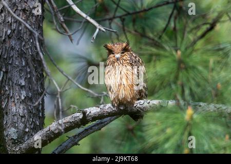 Hibou des poissons de Tawny, ketupa flavipes, Sattal, Uttarakhand, Inde Banque D'Images