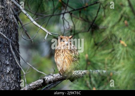 Hibou des poissons de Tawny, ketupa flavipes, Sattal, Uttarakhand, Inde Banque D'Images