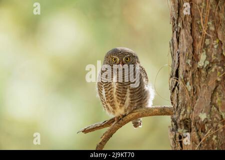 Owlet asiatique barré, Glaucidium cuculoides, Sattal, Uttarakhand, Inde Banque D'Images