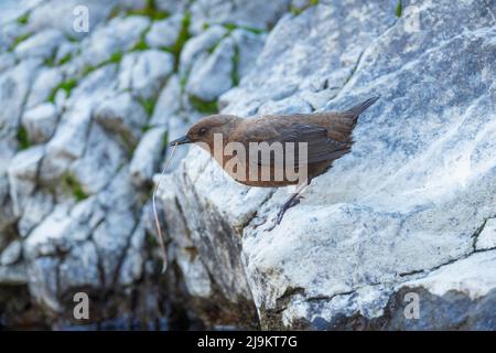 Balancier brun, Cinclus pallasii, également connu sous le nom de balancier de Pallas, Sattal, Uttarakhand, Inde Banque D'Images