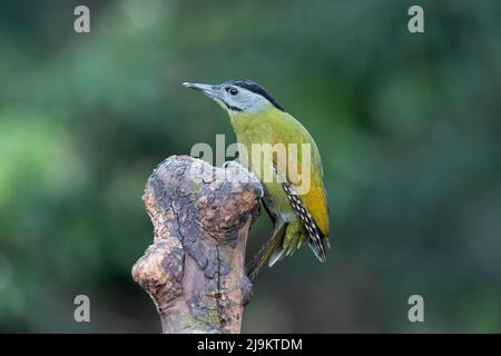 Pic à tête grise femelle, Picus canus, Sattal, Uttarakhand, Inde Banque D'Images