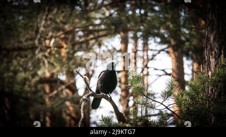 Crow perché sur une branche au centre de l'image Banque D'Images