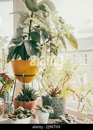 Gros plan de bien entretenu et divers choix de plantes de maison luxuriantes sur une table dans une maison. Banque D'Images