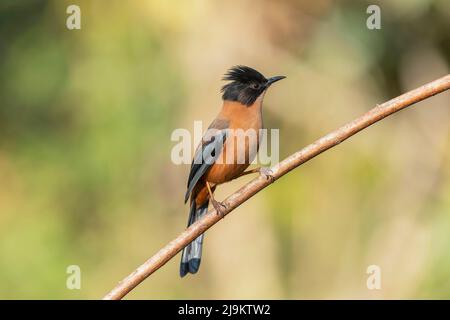 Sibie rufous, Heterophasia capistrata, Sattal, Uttarakhand, Inde Banque D'Images