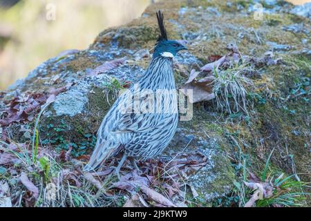 Chopta, Uttarakhand, Inde, Koklass faisan, Pucrasia macrolopha, Homme Banque D'Images