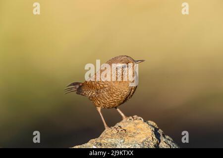 Chopta, Uttarakhand, Inde, wren d'hiver, Troglodytes hiemalis Banque D'Images