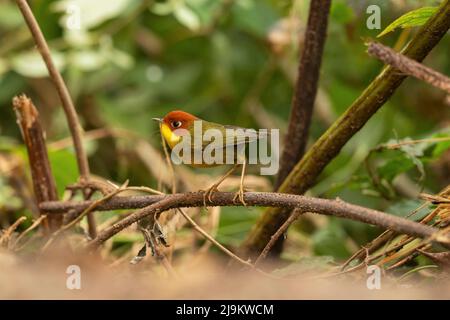 Chopta, Uttarakhand, Inde, tesia à tête de châtaigne, Cettia castaneocoronata Banque D'Images