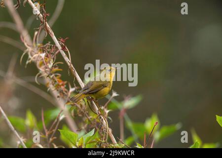 Chopta, Uttarakhand, Inde, Golden Bush Robin, Tarsiger chrysaeus Femme Banque D'Images