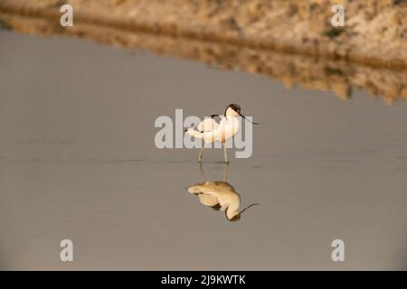 Sanctuaire de Tal Chhamar, Rajasthan, Inde, pied Avocet, Recurvirostra avosetta Banque D'Images