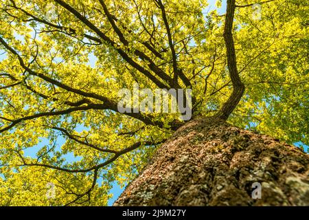 Vue à angle bas de l'arrière-plan d'un chêne au printemps. Vue de dessus de l'arbre par le dessous. Banque D'Images