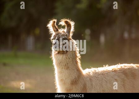 lama dans la prairie dans le pâturage au coucher du soleil, lama duveteuse avant le rasage d'été. Banque D'Images