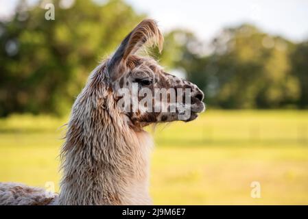 lama dans la prairie dans le pâturage au coucher du soleil, lama duveteuse avant le rasage d'été. Banque D'Images