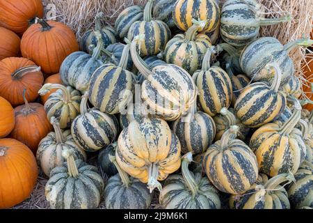 Encore la vie montrant la composition d'halloween avec des citrouilles, le courge de carnaval contre le tas de foin Banque D'Images