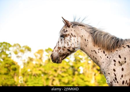 Cheval Appaloosa dans le pâturage au coucher du soleil, cheval blanc avec des taches noires et brunes. Cheval d'un an Banque D'Images