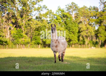 lama dans la prairie dans le pâturage au coucher du soleil, lama duveteuse avant le rasage d'été. Banque D'Images