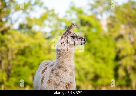 lama dans la prairie dans le pâturage au coucher du soleil, lama duveteuse avant le rasage d'été. Banque D'Images