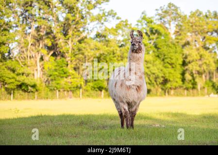 lama dans la prairie dans le pâturage au coucher du soleil, lama duveteuse avant le rasage d'été. Banque D'Images