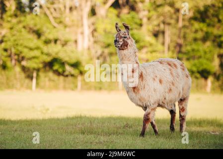 lama dans la prairie dans le pâturage au coucher du soleil, lama duveteuse avant le rasage d'été. Banque D'Images