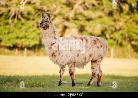 lama dans la prairie dans le pâturage au coucher du soleil, lama duveteuse avant le rasage d'été. Banque D'Images