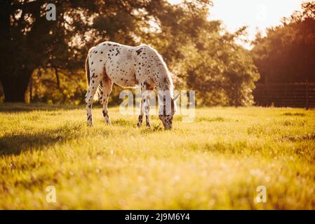 Cheval Appaloosa dans le pâturage au coucher du soleil, cheval blanc avec des taches noires et brunes. Cheval d'un an Banque D'Images