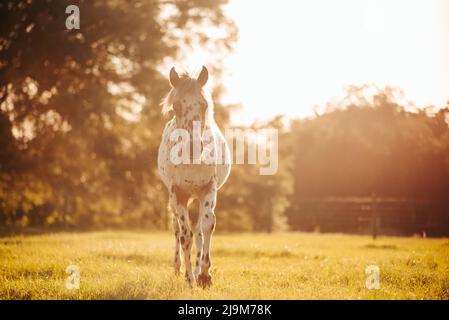 Cheval Appaloosa dans le pâturage au coucher du soleil, cheval blanc avec des taches noires et brunes. Cheval d'un an Banque D'Images