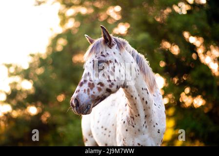 Cheval Appaloosa dans le pâturage au coucher du soleil, cheval blanc avec des taches noires et brunes. Cheval d'un an Banque D'Images