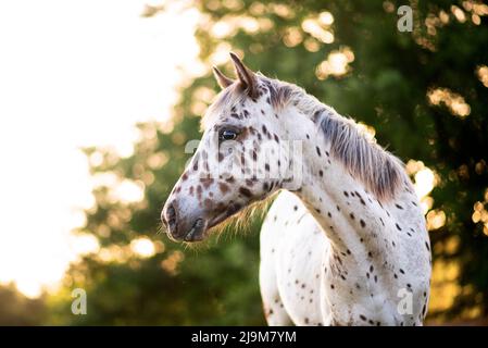 Cheval Appaloosa dans le pâturage au coucher du soleil, cheval blanc avec des taches noires et brunes. Cheval d'un an Banque D'Images