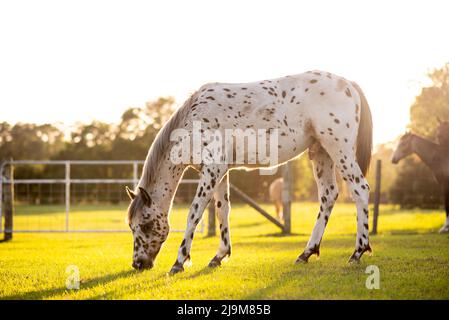 Cheval Appaloosa dans le pâturage au coucher du soleil, cheval blanc avec des taches noires et brunes. Cheval d'un an Banque D'Images