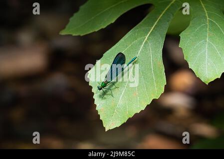 Belle Demoiselle (Calopteryx virgo) sur la feuille verte. Parc national de Kazdaglari (montagne Ida). Bleu métallique et vert Banque D'Images