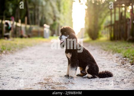 Poodle fantôme standard en appréciant un pâturage au coucher du soleil. Jeune chien de sexe masculin. Banque D'Images