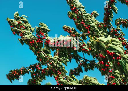 Branches d'arbre de cerise douce (Prunus avium) pleines de fruits rouges mûrs en été, également connu sous le nom de cerise de gean ou d'oiseau Banque D'Images