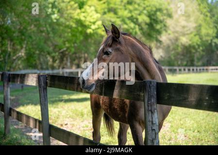 Cheval regardant la clôture dans un enclos, cheval dans une ferme. Vieux cheval à la retraite. Banque D'Images