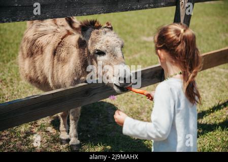 Mini Donkey debout à côté d'une clôture. Petite fille nourrissant un âne de carotte à une ferme. Banque D'Images