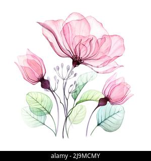 Arrangement floral rose transparent de grandes fleurs roses, bourgeons et feuilles d'eucalyptus. Aquarelle dessin à la main illustration isolée sur blanc pour mariage Banque D'Images