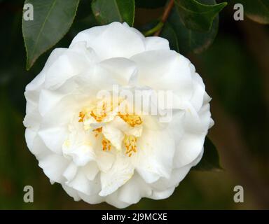 UNE MACRO D'UNE BELLE ROSE BLANCHE PLEINE DE FLEURS TROUVÉE À CAPETOWN , AFRIQUE DU SUD Banque D'Images