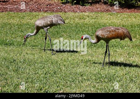 2 grues Sandhill, alimentation en herbe, quartier, grands oiseaux, élégant, Paire, mâle, femelle, mate à vie, Grus canadensis; Faune, animal, Floirda, Banque D'Images