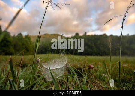 Spiderweb rassemble le Dew du matin dans la vallée de Cataloochee Banque D'Images