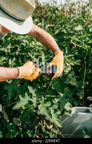 Vue latérale d'un jardinier masculin sénior en gants non reconnaissable et d'une cisaille élachant des feuilles d'aubergines qui poussent dans une plantation à la campagne Banque D'Images