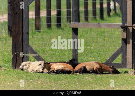 Béliers, moutons et chèvres au zoo pendant une journée d'été Banque D'Images