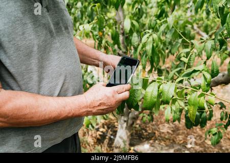 D'en haut homme anonyme prenant la photo de la branche de l'arbre de pêche via smartphone tout en travaillant dans le verger le jour ensoleillé Banque D'Images