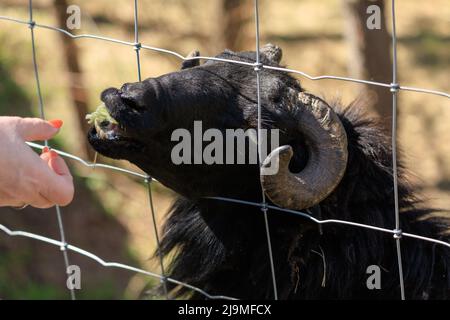 Béliers, moutons et chèvres au zoo pendant une journée d'été Banque D'Images