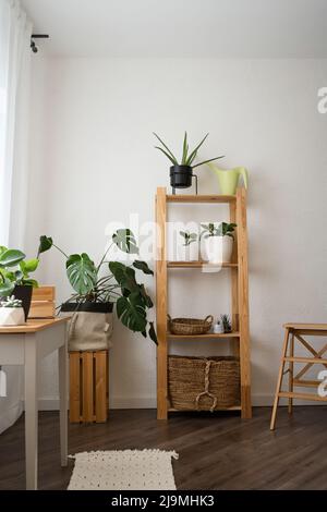 Plantes fraîches en pot Monstera deliciosa et Peperomia obtusifolia avec divers succulents disposés sur une étagère en bois et une table dans un appartement moderne lumineux Banque D'Images