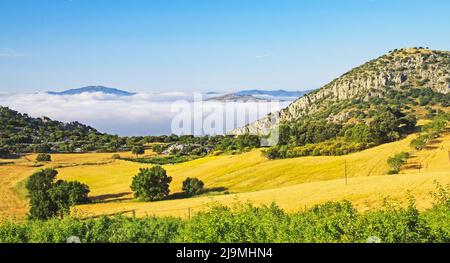 Belle campagne calme jaune vert paysage vallée, oliveraie, collines, mer de bas matin stratus nuages, champs agricoles, Axarquia, Montes de Ma Banque D'Images